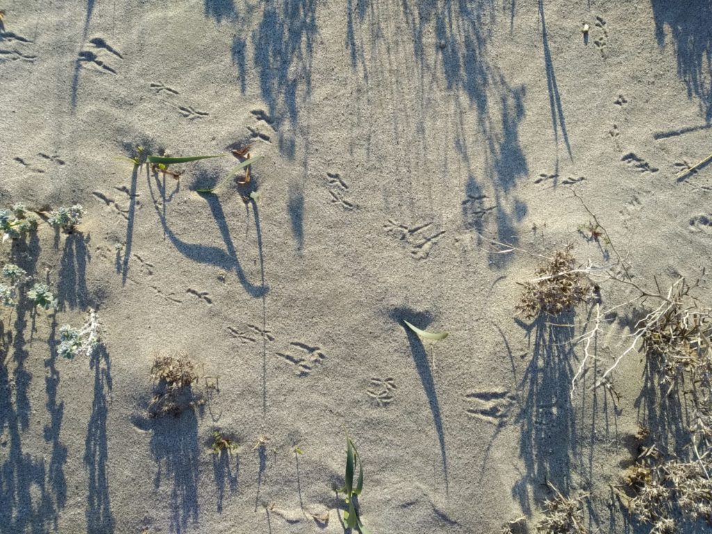 Meteo oggi a Castellabate