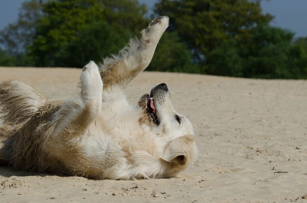 Vacanze al mare con il cane, vieni a Ascea