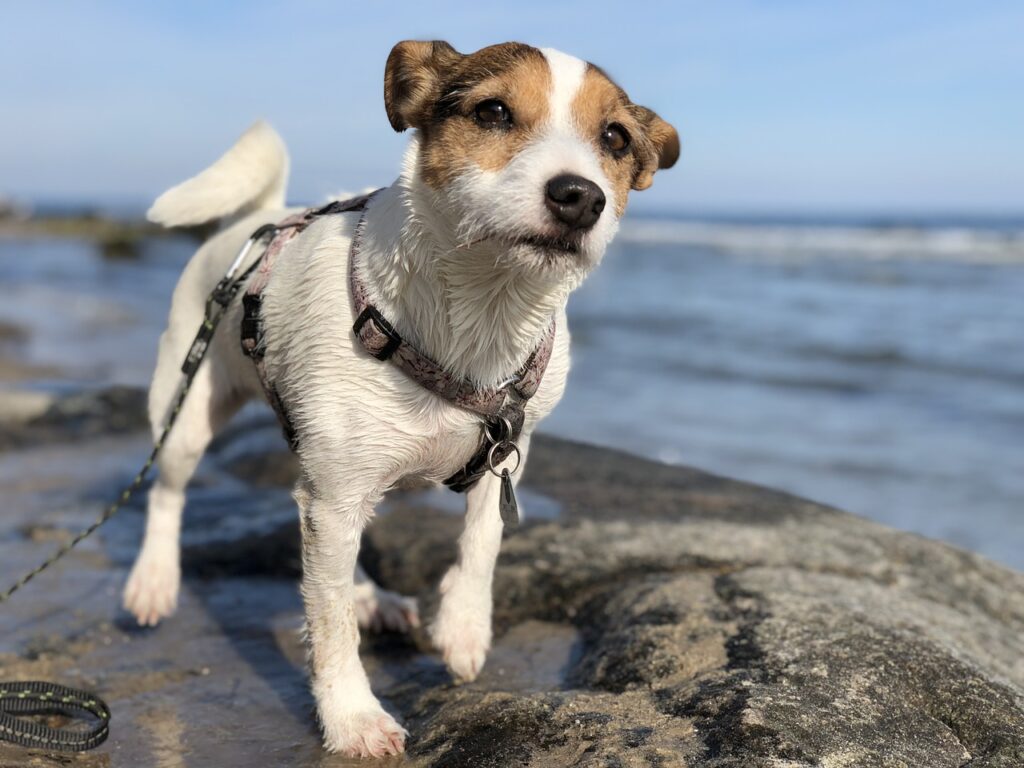 Vacanze al mare con il cane, vieni a Marina di Ascea