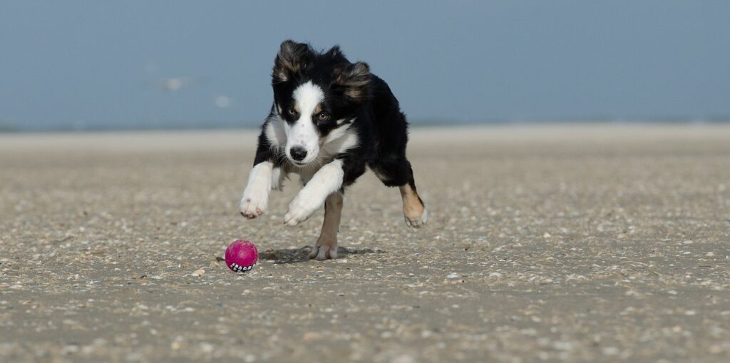 Vacanze al mare con il cane? Vieni a Palinuro