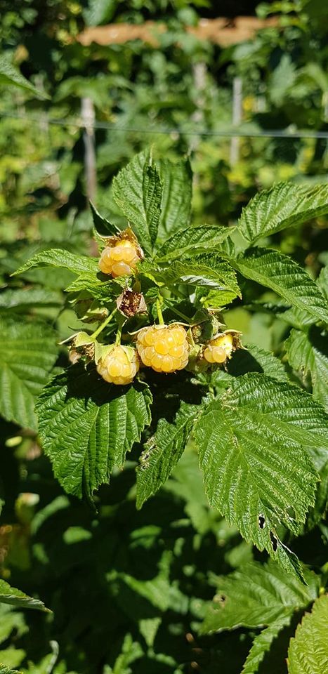 Aspetti fitoclimatici di Cannalonga