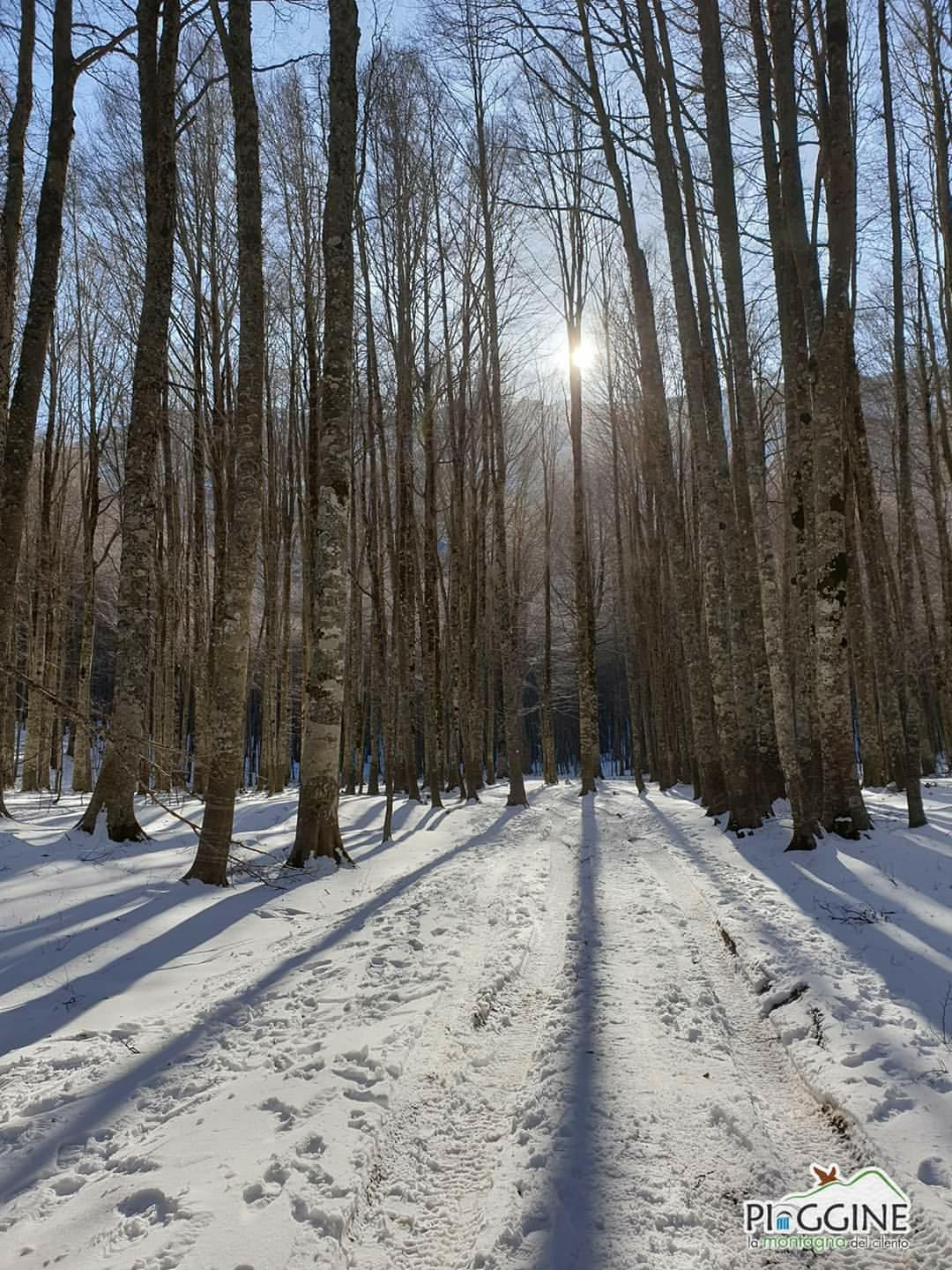 Aspetti fitoclimatici di Piaggine