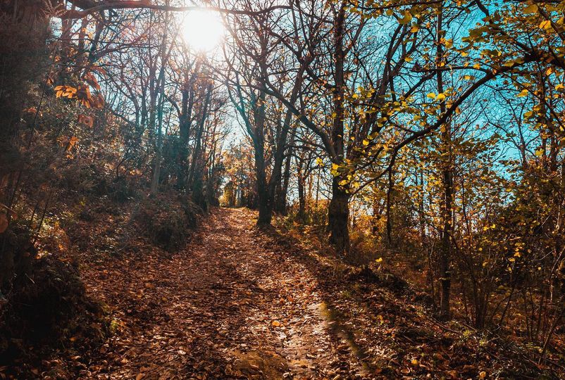 Aspetti fitoclimatici di Torre Orsaia